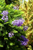 Jacaranda
