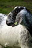 Dutch-Nubian Goat  - Nubische Hangoorgeit