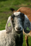 Dutch-Nubian Goat  - Nubische Hangoorgeit