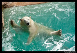 Polar bear raspoutine 6366.jpg