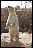 Flocke Polar bear 6172.jpg