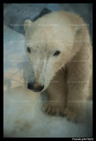  Polar bear Flocke 6344.jpg