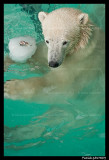 Flocke Polar bear 6440.jpg