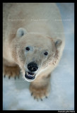  Polar bear Flocke 6200.jpg