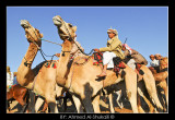 Memories from Camel Race Show