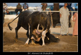 Bull Fight - Barka