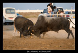 Bull Fight - Barka