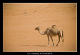 Desert Ship