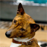 Basenji