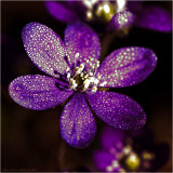 Dewy Hepatica