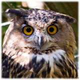 18/8 Eagle owl at Skansen