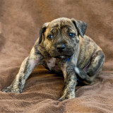 Hne, 5 weeks old American Staffondshire terrier boy