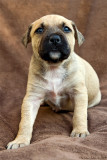 Mimer, 5 weeks old American Staffondshire terrier boy