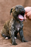 23/8 Tired supermodel. From yesterdays puppy photography