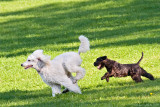 Bonnie and lla in full speed