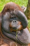 Bako, the orangutan male at Bors Zoo