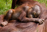 25/6 Storma takes a nap on mums back