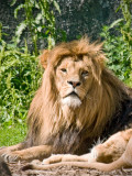 Armani, the lion male