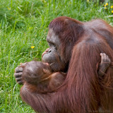 Sabina cuddling with little Storma, Bors Zoo