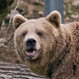 One of the adult brown bears at Bors Zoo