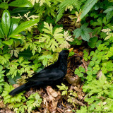 Male Common Blackbird rooting through leaf litter for insects and worms.