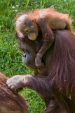 15/7 Storma gets a grooming lesson from mom.