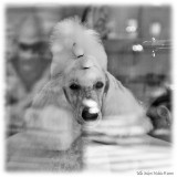 Traffic watch at the groomers