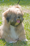 Xcels All Time High Boba Lhasa Apso