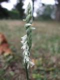 Spiranthe dautomne