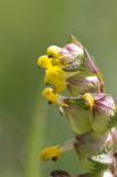 Rhinanthus minor