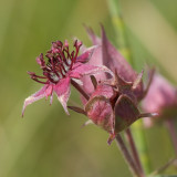 Potentilla palustris