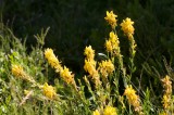 Genista tinctoria