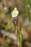 Drosera rotundifolia