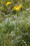 Senecio adonidifolius