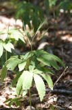 Cardamine heptaphylla