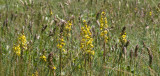 Ligularia sibirica