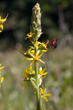 Ligularia sibirica