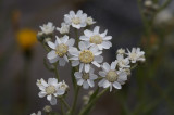 Achilea ptarmica