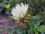 Trifolium ochroleucum