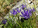 Phyteuma hemisphaericum