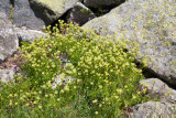 Saxifraga aizoides