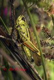 large marsh grasshopper