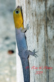 Yellow headed gecko