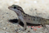 gecko 4