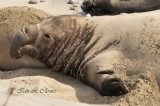 Young Male Elephant Seal