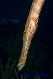 Trumpetfish