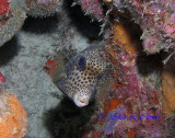 spotted trunk fish