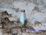 Yellowhead Jawfish