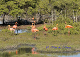 flamingos at mangroves