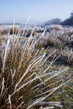 hoar frost on rushy heath